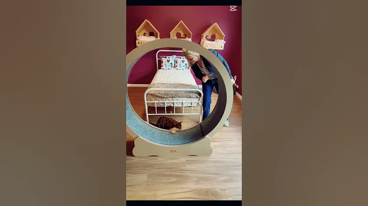 Watch the video about Saja the gorgeous Bengal isn't keen on cardio at this luxurious cat hotel