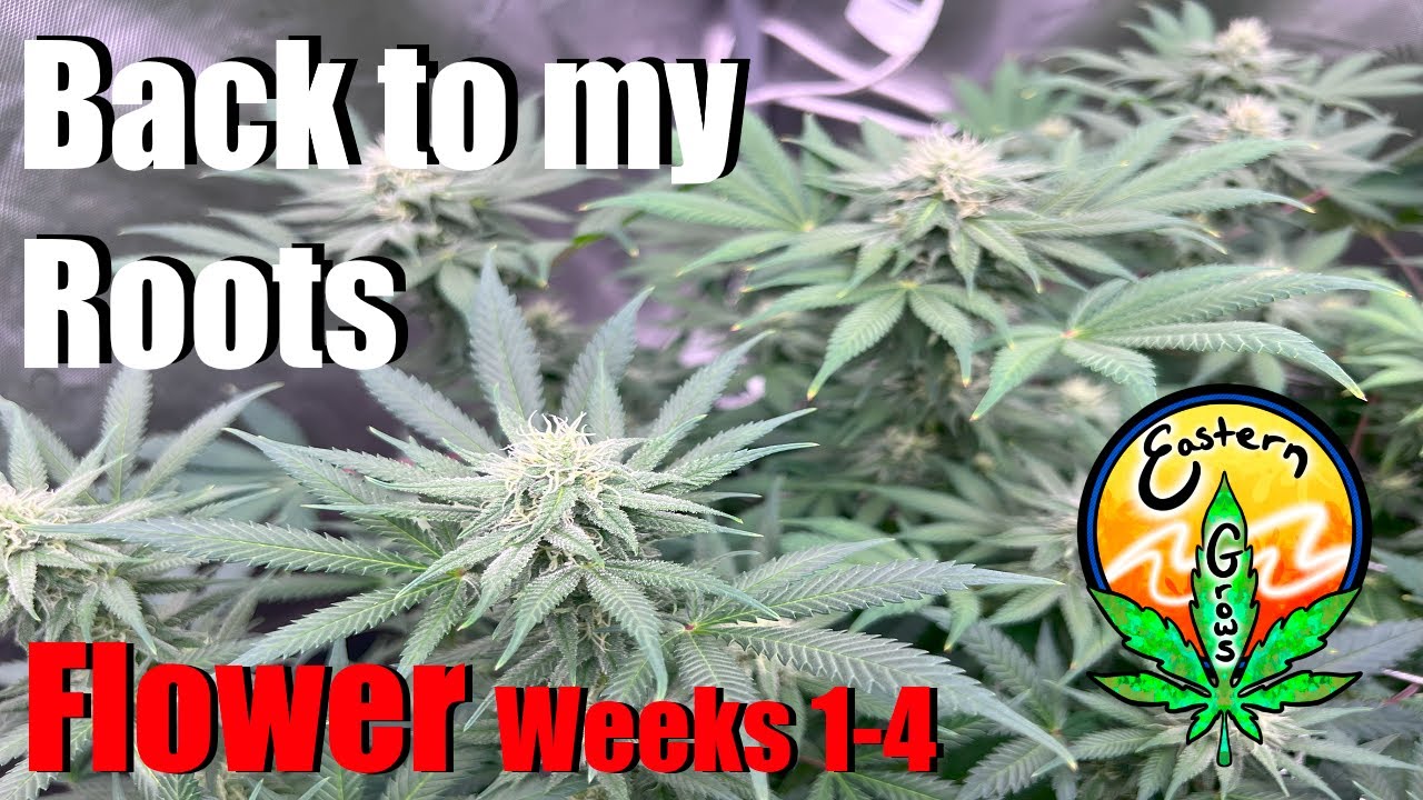 Back to my Roots Flower weeks 1-4