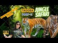 Tadoba jungle safari part 2 facetoface with a majestic tiger l with english subtitles