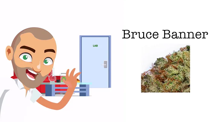 Bruce Banner Strain Review