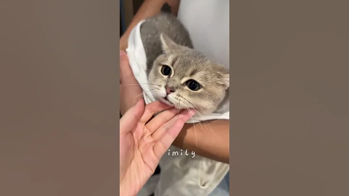 Video 11147661: cat cute kittens adorable, cat fun cute kitten, funny cats adorable kitten, cat kitten cutest