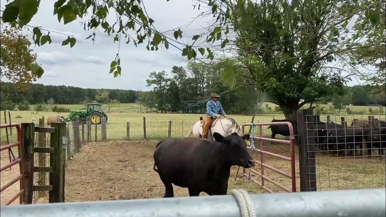cattle-sorting-pen-work-fun-youtube