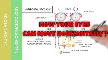 Horizontal gaze eyes movement | Neuroanatomy & Clinical Corrrelations | Neuroaholics