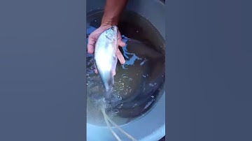 panen ikan belida Kalimantan #videoshorts #shorts #ikanhias