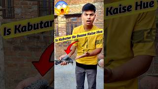 Is Kabutar Ke Daane Kaise Hue 😱||#trending #pigeon #shorts #short #pets #vlog