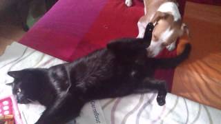 Perra Limpia El Culo Al Gato