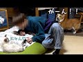 長男の浮気は絶対許さないコーギー犬