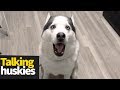 Hilarious Talking Huskies Compilation | Huskies are Awesome