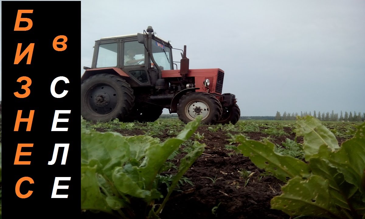 Бизнес в деревне(селе) - 1га-150 000р. Кормовой буряк(свекла)