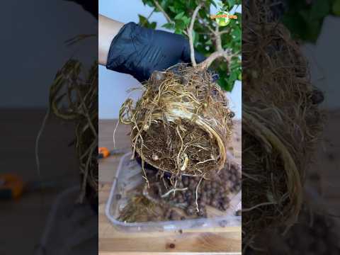 Bougainvillea Plant Repotting