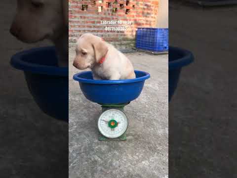 Bán chó Labrador Tại Hà Nội - Ship Toàn Quốc 0971530302