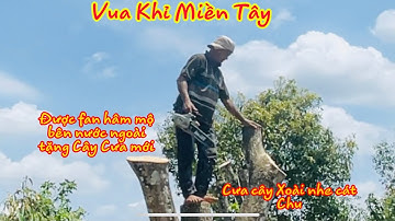 Leo Cưa Cây Xoài cát Chu bằng cây Cưa mới của fan hâm mộ bên nước ngoài tặng Vua Khỉ Miền Tây