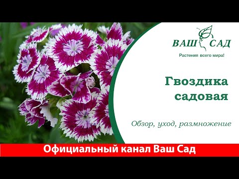 Гвоздика садовая. Уход,