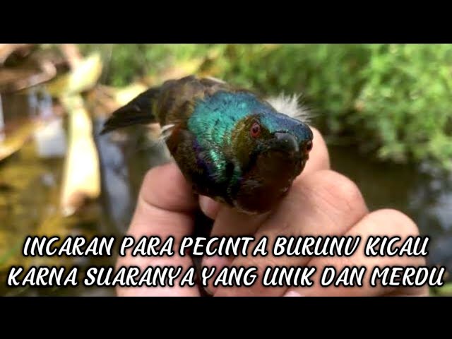 AKHIRNYA DAPAT JUGA BURUNG KICAU CANTIK BERSUARA MERDU class=