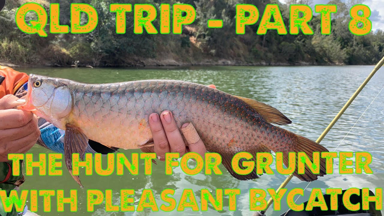 Sooty Grunter Fishing QLD Fishing Trip Part 8 YouTube sooty-grunter-fishing-qld-fishing-trip-part-8-youtube