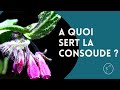 A quoi sert la consoude 