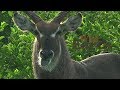 WildEarth - Sunrise Safari - January 18, 2020