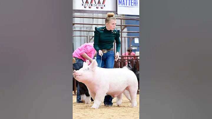 The moment and the picture of Karis and Johnny Ringo in Hog Showmanship! #showpigs #pigs