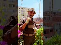 كيف تجعل الفلفل مثمر لأكثر من 5 سنوات Youtubecreators YuoTubeHighFive