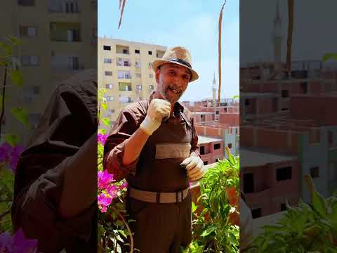 كيف تجعل الفلفل مثمر لأكثر من 5 سنوات