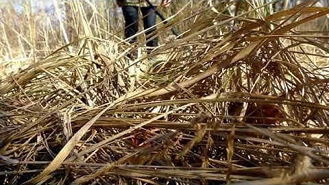 New Pulse Induction Metal Detector OKM Pulse Nova