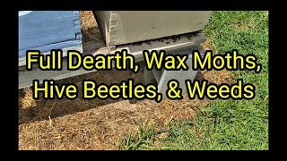 Full Dearth, Wax Moths, Hive Beetles, & Weeds
