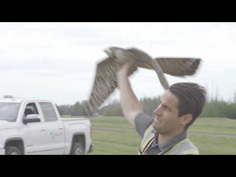 Wildlife Management & Robird Video