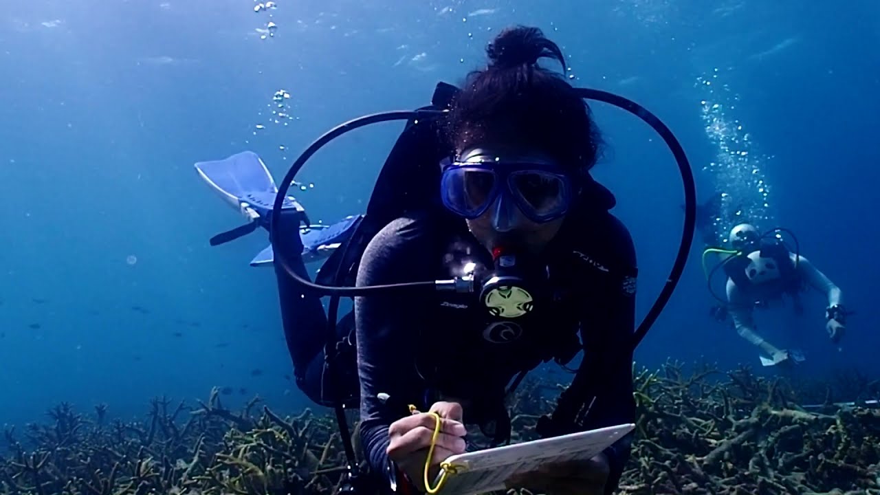 A Brief Look into Reef Check Surveys