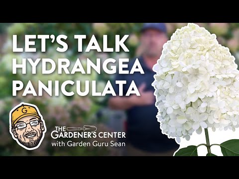 Video: Hydrangea paniculata: planting og stell