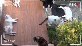 Morning with lovely cats