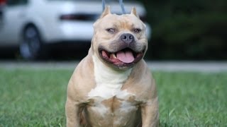 The Difference In An American Bully And A Pit Bull