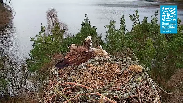 NC0 arrival - Loch of the Lowes osprey webcam (2021)
