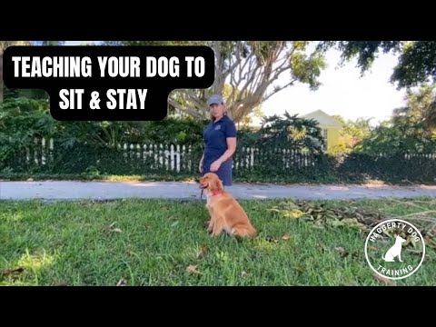 How To Teach Your Golden Retriever To Sit Stay