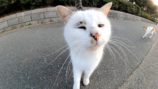 野良猫が何か話し掛けてきたのでしゃがみ込んでナデナデしたら別の子猫が膝の上に乗ってきた