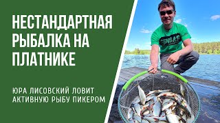 Ловля активной красноперки и плотвы фидером на платнике