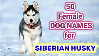 50 Female Dog Names for Siberian Husky