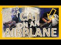 Bringing a cat on a plane top 5 best travel tips