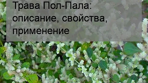 Трава Пол-Пала: описание, свойства, применение
