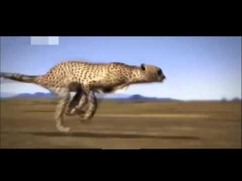 دور العمود الفقري في زيادة قوة وسرعه الحيوان