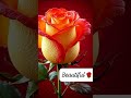Beautiful Rose🌹. 🤝 Nagaraju Sir 🙏.