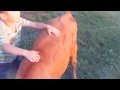 Юный ковбой на быке