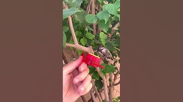 AMAZING! HAND-FEEDING A HUMMINGBIRD #birds #hummingbird #nature