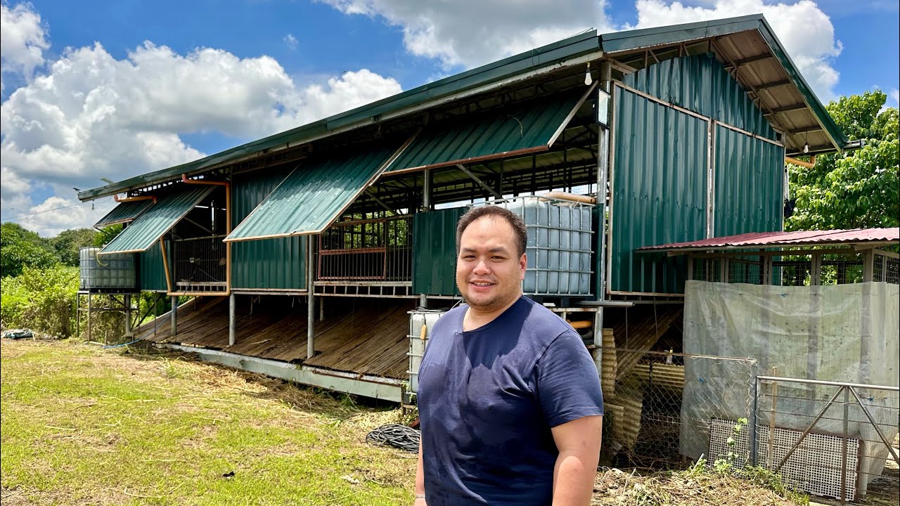 Capable naman pero Practical: Bakit mas Gusto nya ang Upgraded Vs. Pure Breed Dairy Goat?