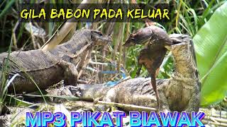 Download Lagu SUARA PIKAT BIAWAK || LANGSUNG PADA KUMPUL !!! MP3