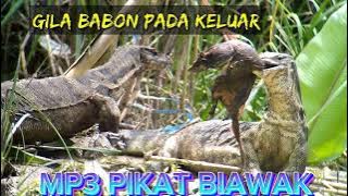 SUARA PIKAT BIAWAK || LANGSUNG PADA KUMPUL !!!