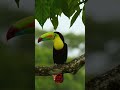 Toucan bird sound