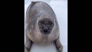 Cute Seal Hates Fish! #animals