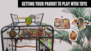 How To Get Your Parrot To Play With Toys | For Those Clingy Birds Who Won't Play With Toys