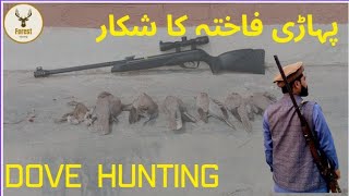 Dove Hunting with Air Gun Season 2023||Gamo Black Bear||Forest Hunting|| dove fakhta hunting