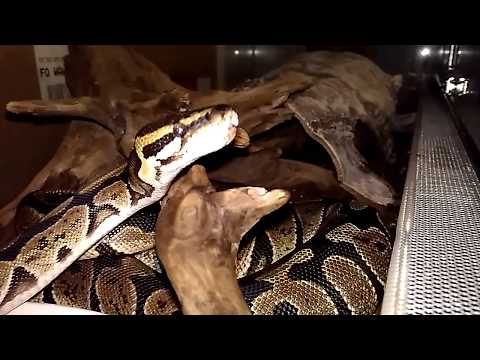 Snake Ball python (Python regius) drinking water after the dinner.